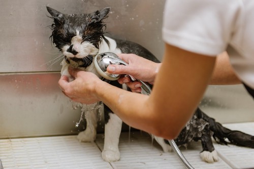 シャワーされる猫