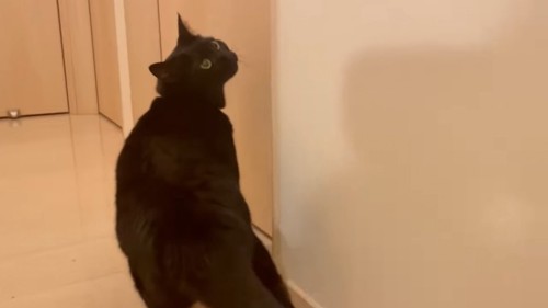 ドアの前にいる猫