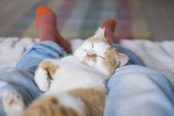 人の足で寝る猫