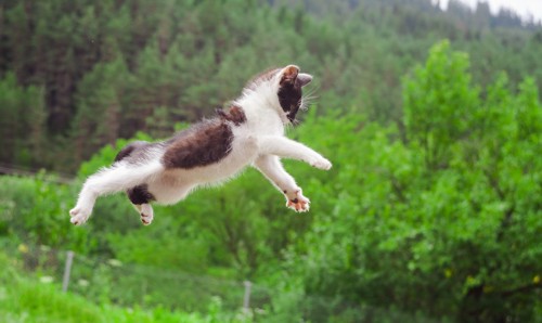 飛びかかる猫
