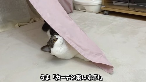 カーテンで遊ぶ猫