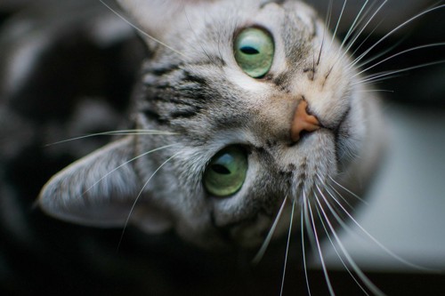 澄んだ目で見つめる猫