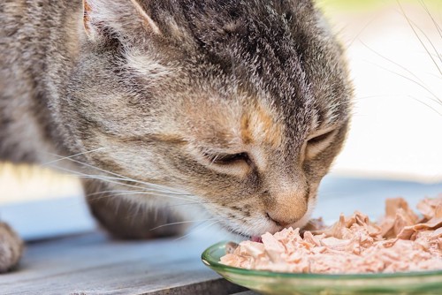猫用のかつお味のご飯を食べる猫