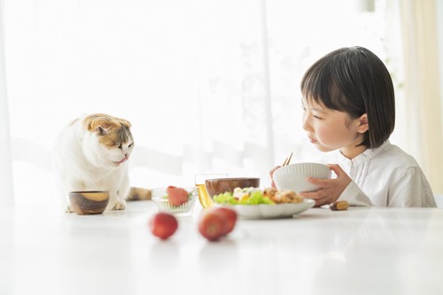 食事をする女の子とテーブルの上の猫