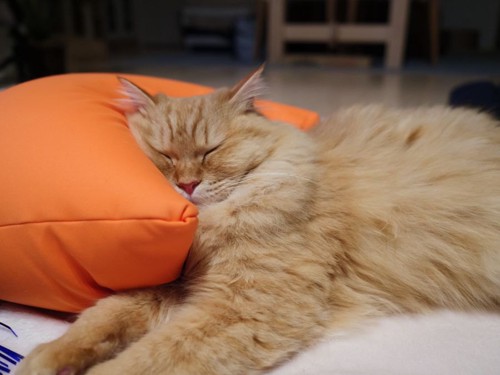 クッションを枕にして寝る猫