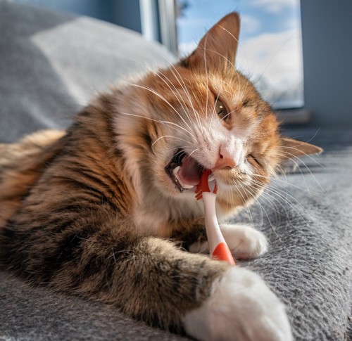 歯ブラシをくわえる猫