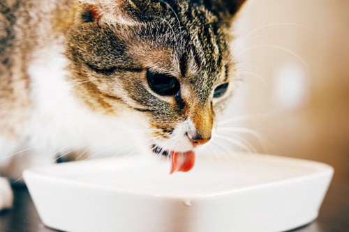 白い食器から水を飲む猫