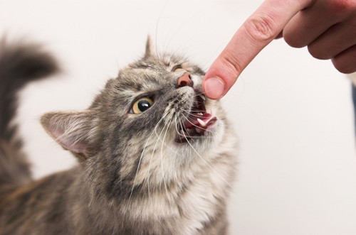 人の指を噛もうとする猫