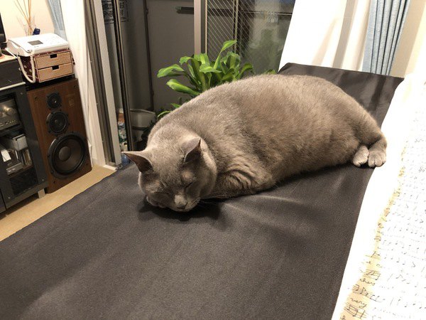 カバーを掛けたピアノの上で寝る猫