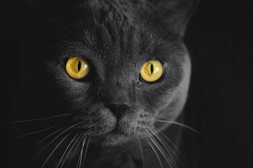 暗闇の中の猫の目元アップ