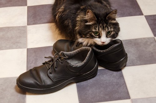 靴の臭いを嗅ぐ猫