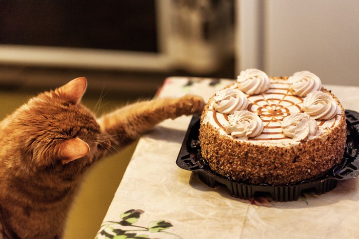 ケーキに手を伸ばす猫
