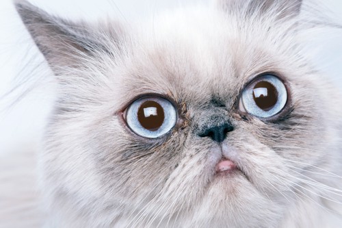 目を見開くペルシャ猫
