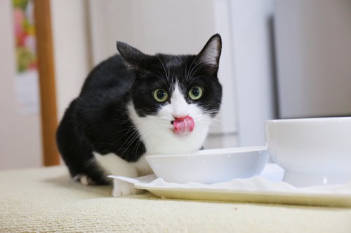 水を飲んで舌を出す猫