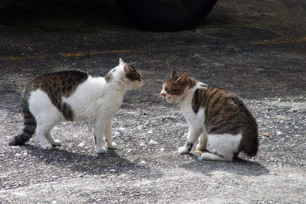 睨み合う2匹の猫