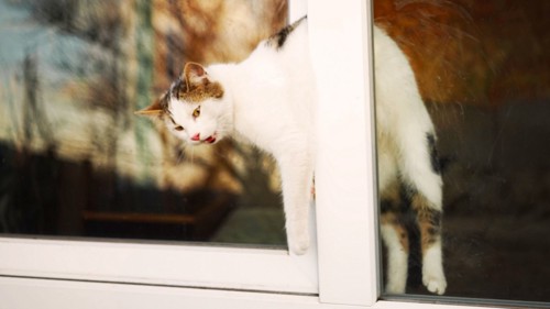 ドアに挟まる猫
