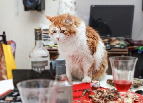 パーティーの後のテーブルにいる猫