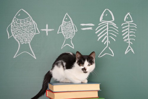 猫と黒板の魚のイラスト