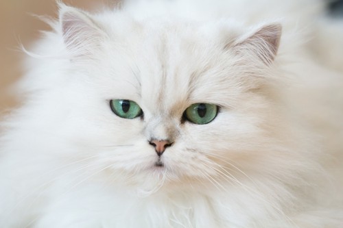 白いペルシャ猫
