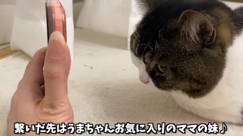 スマートフォンを持った人の手と猫の顔