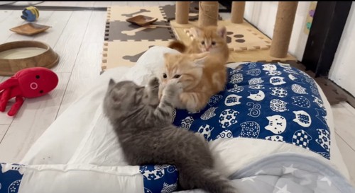 布団で遊ぶ猫