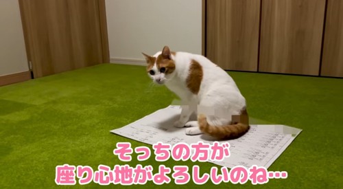 紙の上の猫