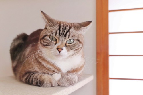 イカミミで香箱座りの猫