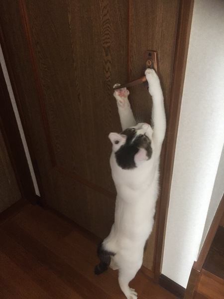 扉を開ける猫
