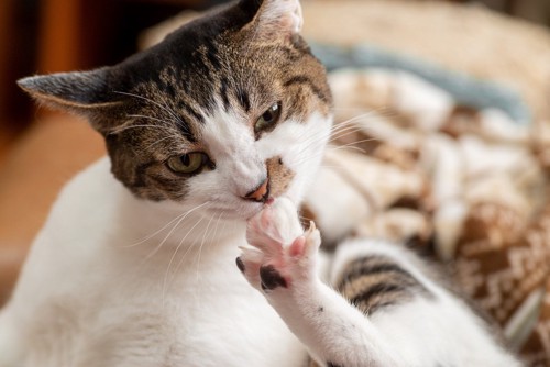 手を噛んでいる猫