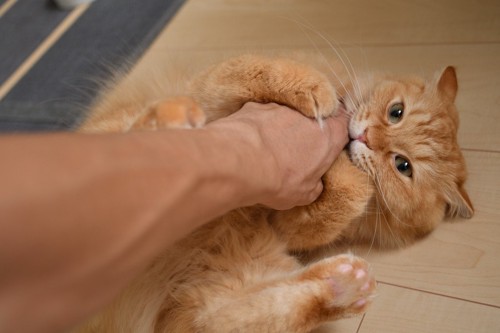 手で遊ぶ猫