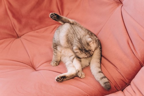 ピンクのソファーの上で毛づくろいする猫
