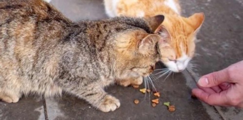 路上でエサを食べる2匹の猫