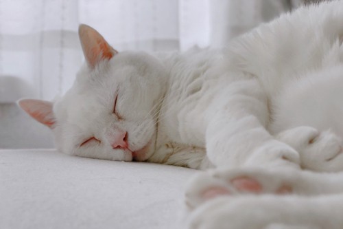 眠っている白猫