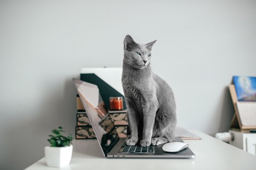 ノートパソコンの上に乗っている猫