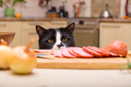 食材を狙う猫