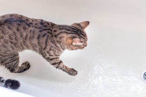 水が少しあるお風呂の中にいる猫