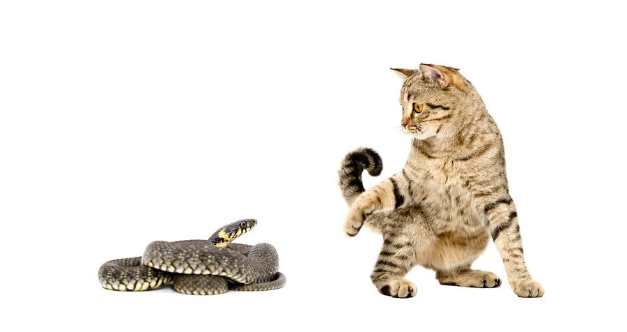 猫とヘビ