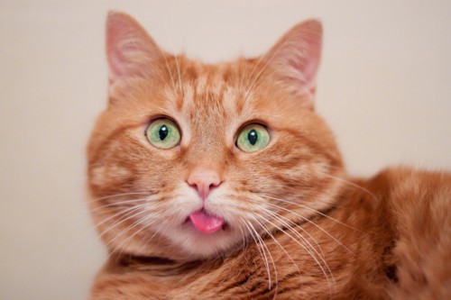 舌を出した猫