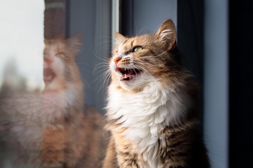 窓辺で鳴く猫