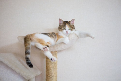 キャットタワーの上でドヤる猫