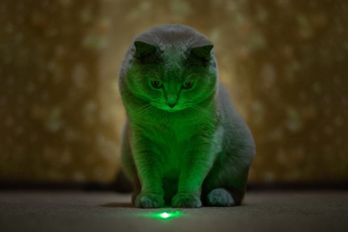 床のレーザー光を見つめる白黒猫