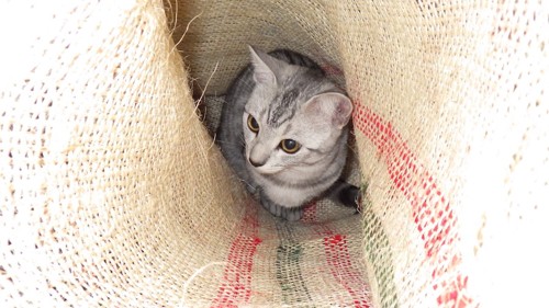 袋の中に入った猫