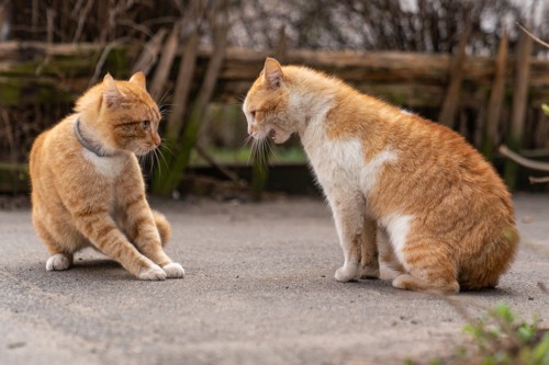 喧嘩する猫二匹