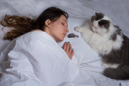 寝ている女性の枕元におもちゃのネズミを持ってきた猫