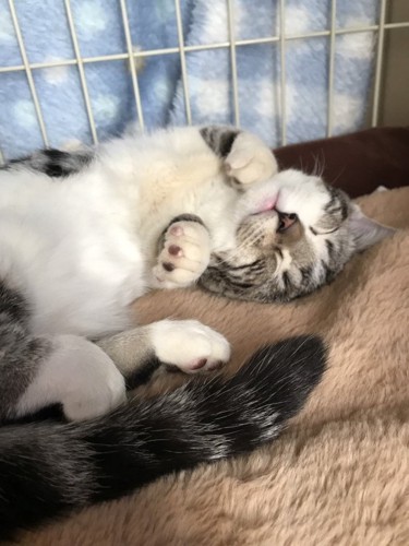 猫の手で寝る猫