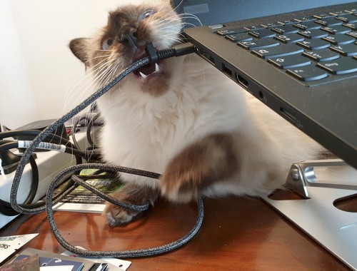 パソコンのコードをかじる猫