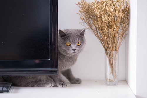 テレビの裏に隠れる灰色猫