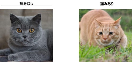 猫比較イメージ