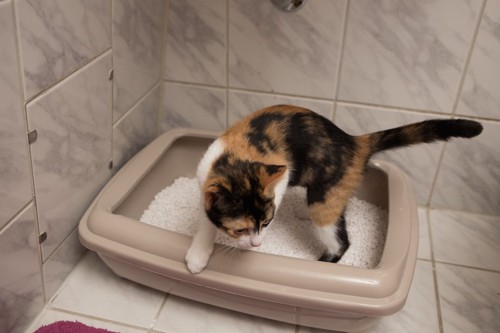猫用トイレから出ようとしているミケ猫