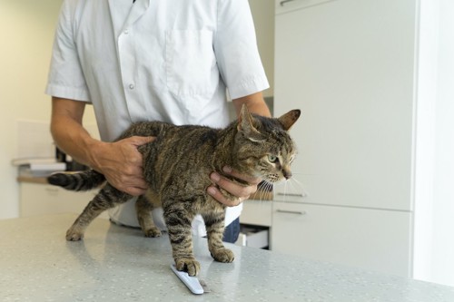 病院で獣医師の診察をうけている猫